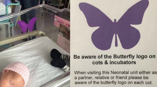 Lila Schmetterling in der Nähe eines Neugeborenen – Das steckt dahinter